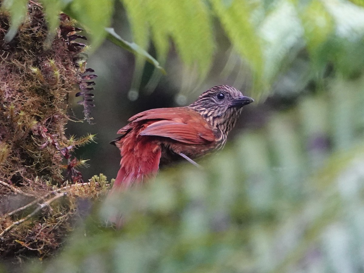 Rufous-backed Treehunter - ML641322597