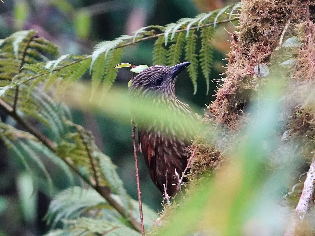 Rufous-backed Treehunter - ML641322598