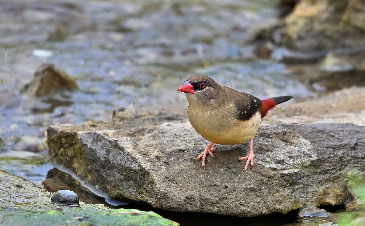 Red Avadavat - ML641322600