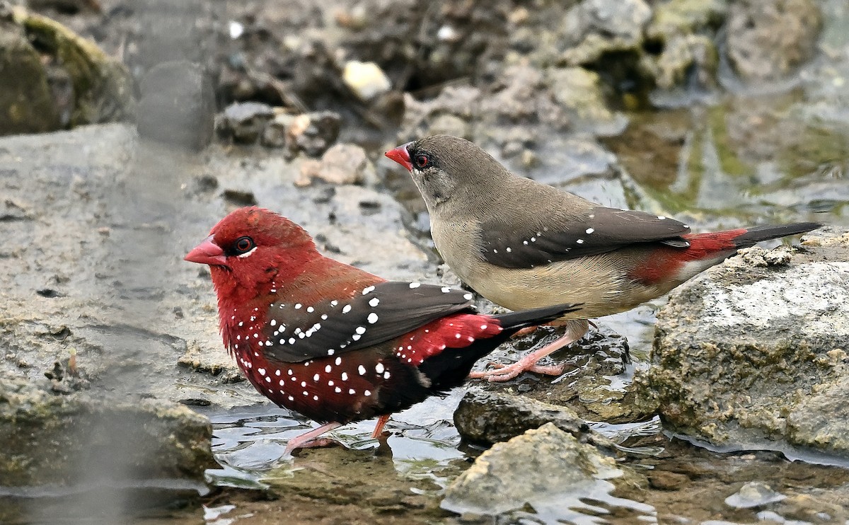 Red Avadavat - ML641322601