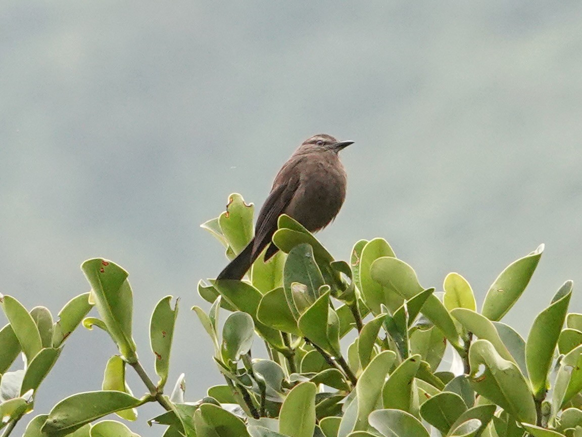 Smoky Bush-Tyrant - ML641322607
