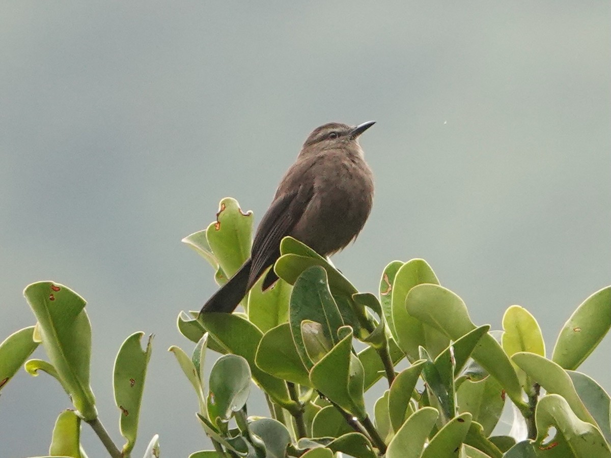 Smoky Bush-Tyrant - ML641322608