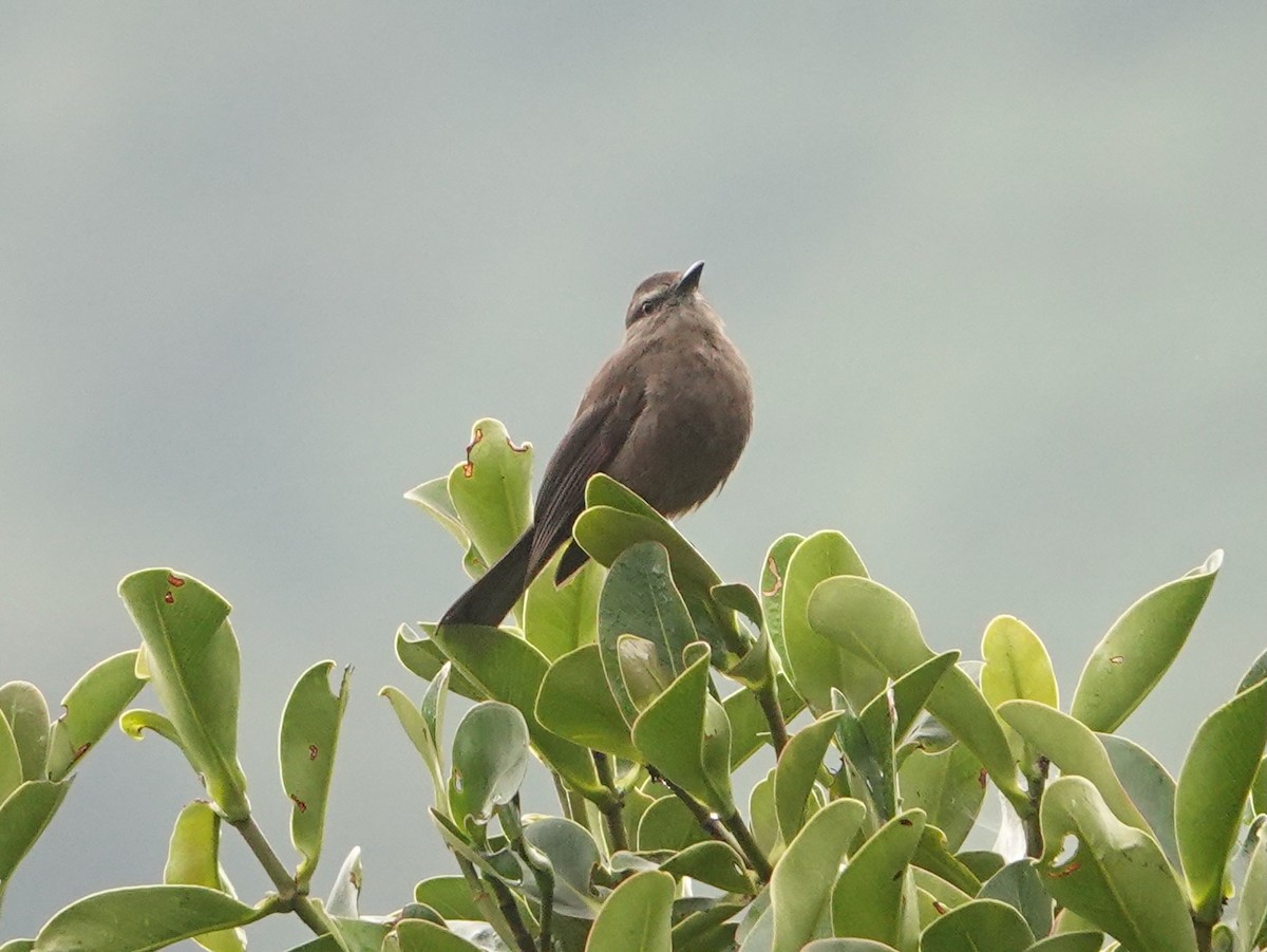 Smoky Bush-Tyrant - ML641322609