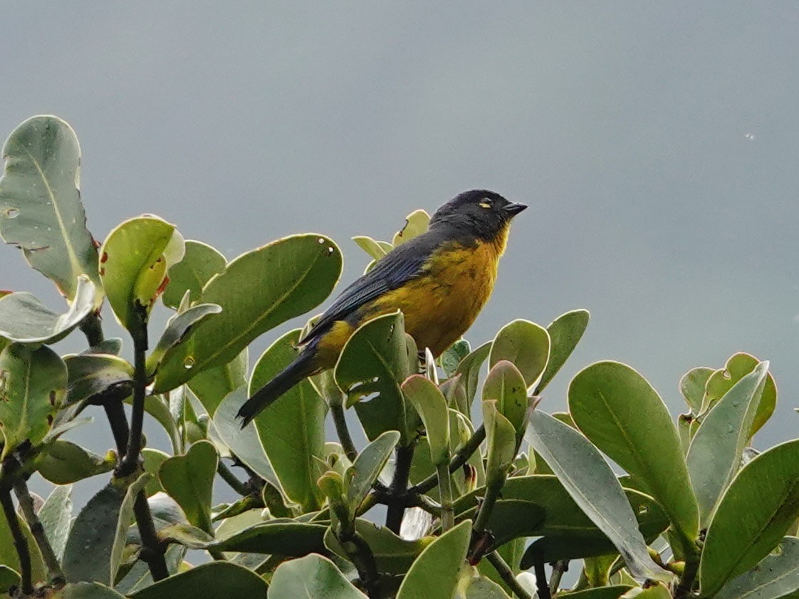 Lacrimose Mountain Tanager - ML641322610