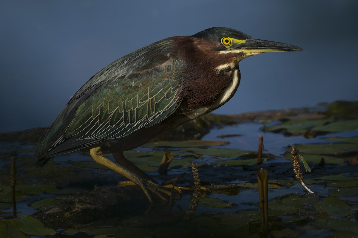 Green Heron - ML641322614