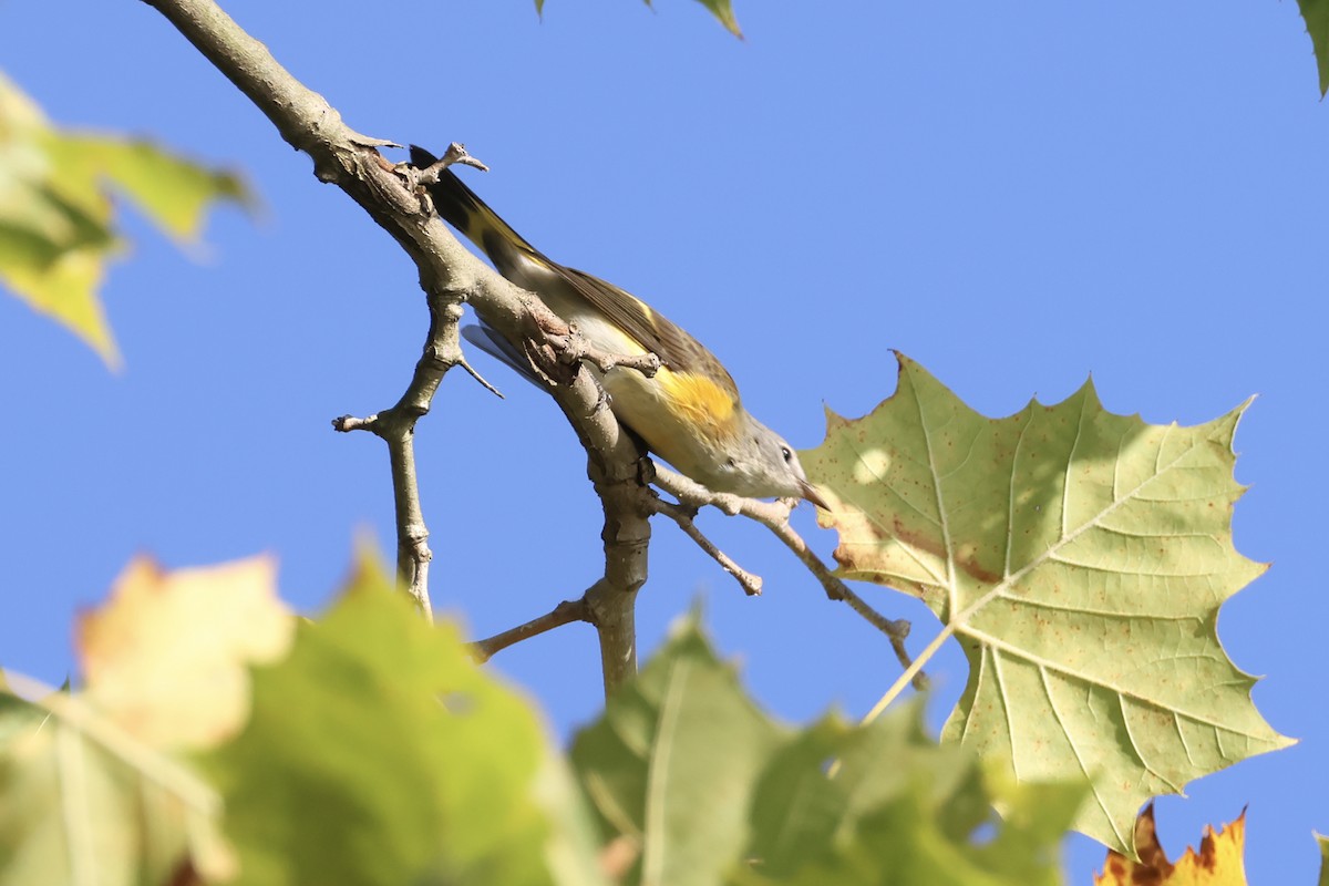 American Redstart - ML641322616