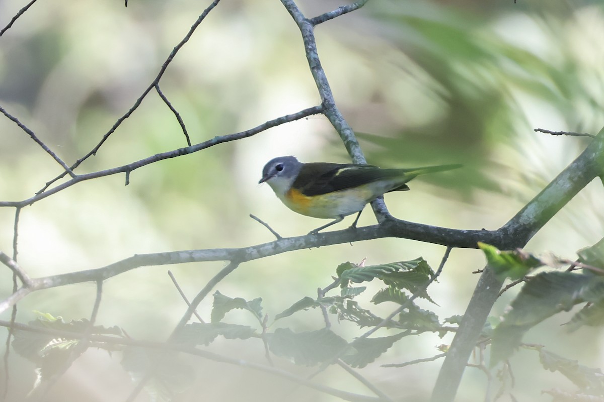American Redstart - ML641322617
