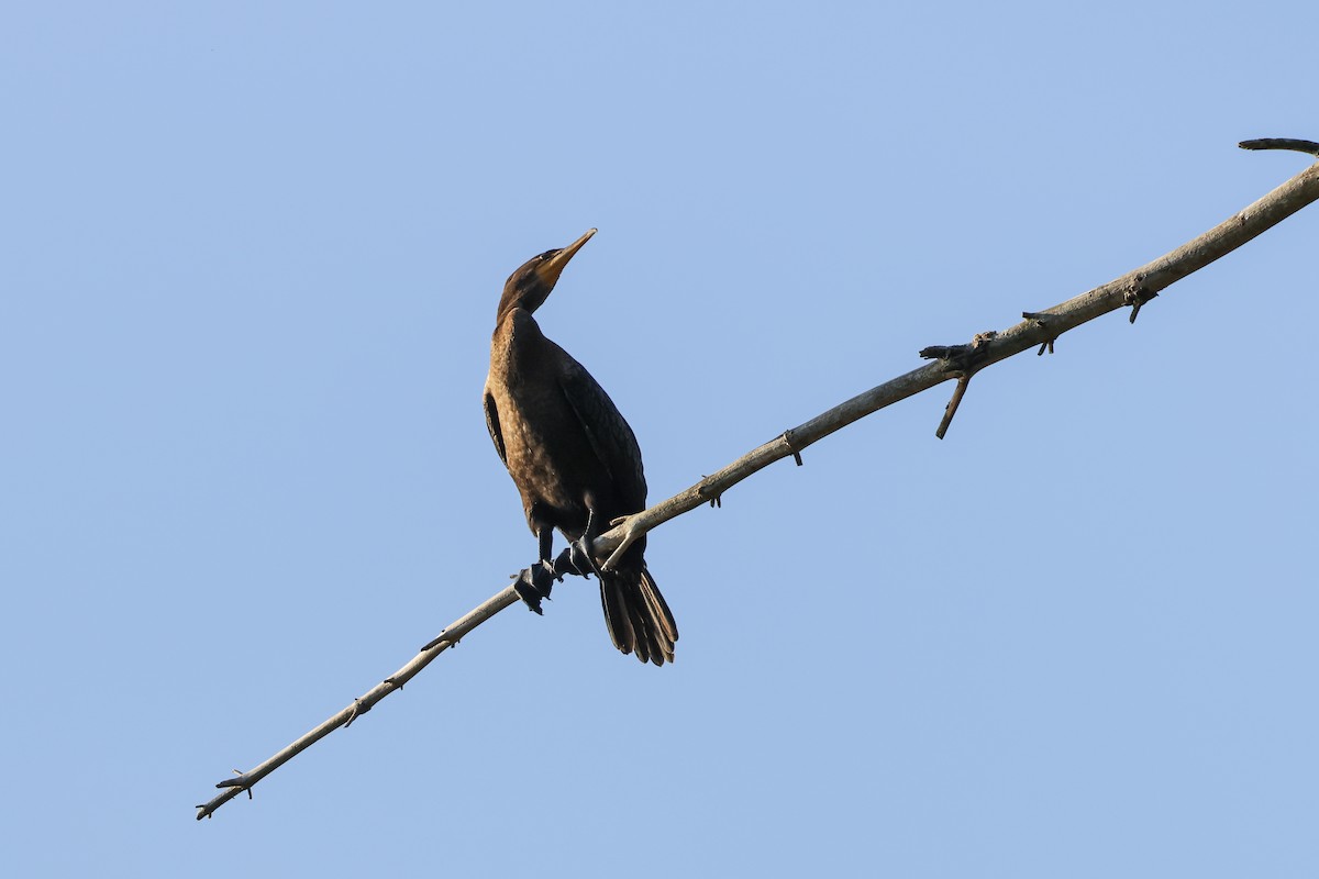 Double-crested Cormorant - ML641322624