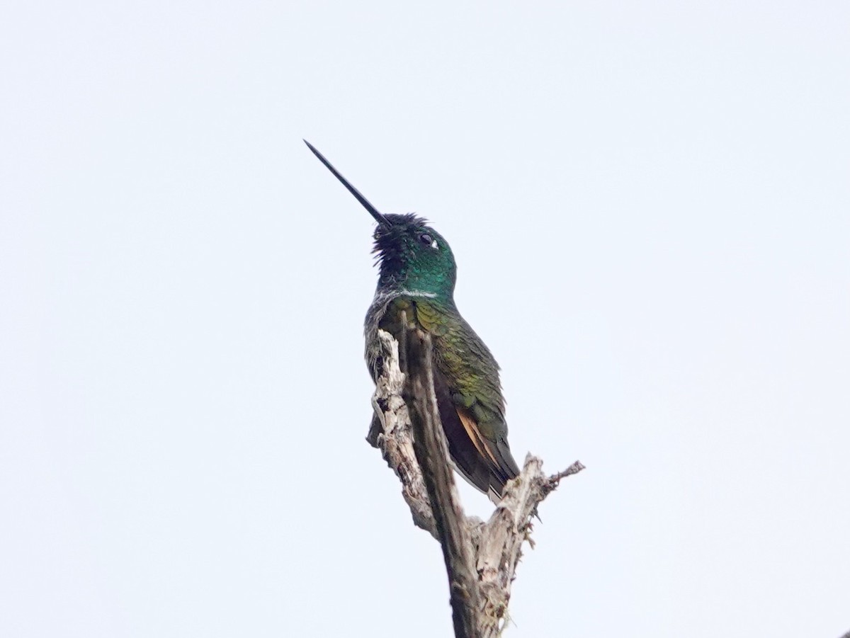 Violet-throated Starfrontlet - ML641322626