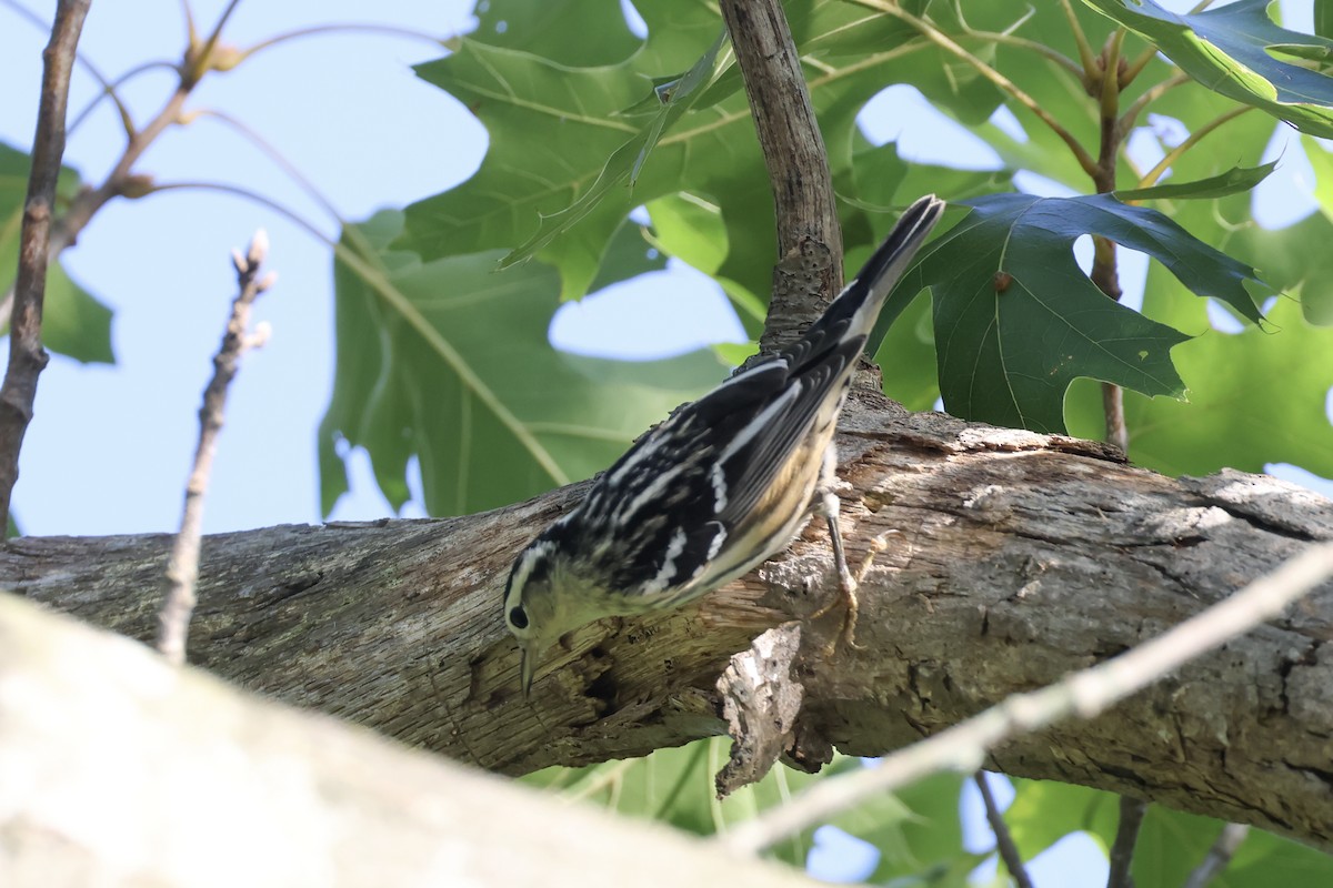 Black-and-white Warbler - ML641322634