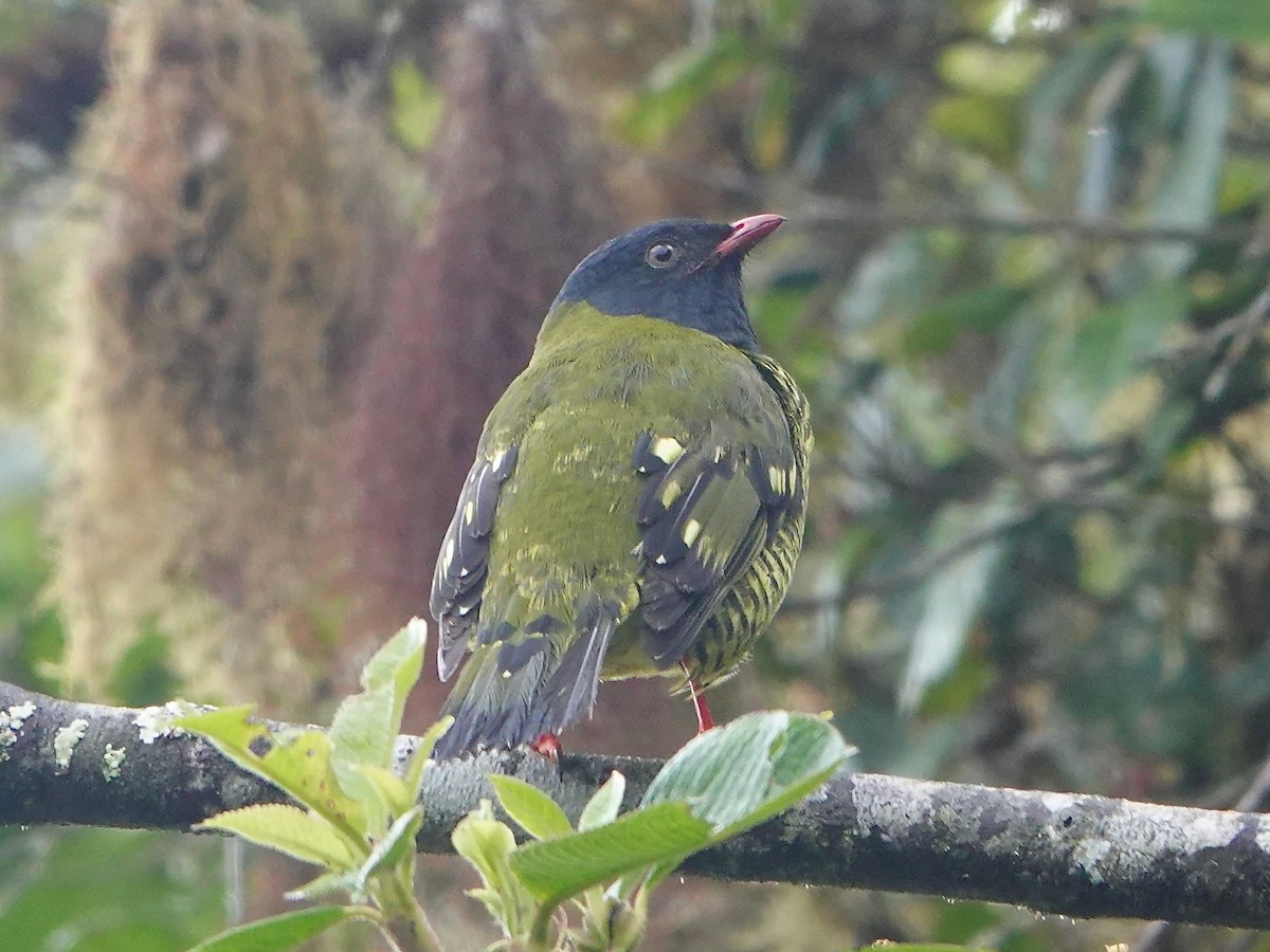 Barred Fruiteater - ML641322639
