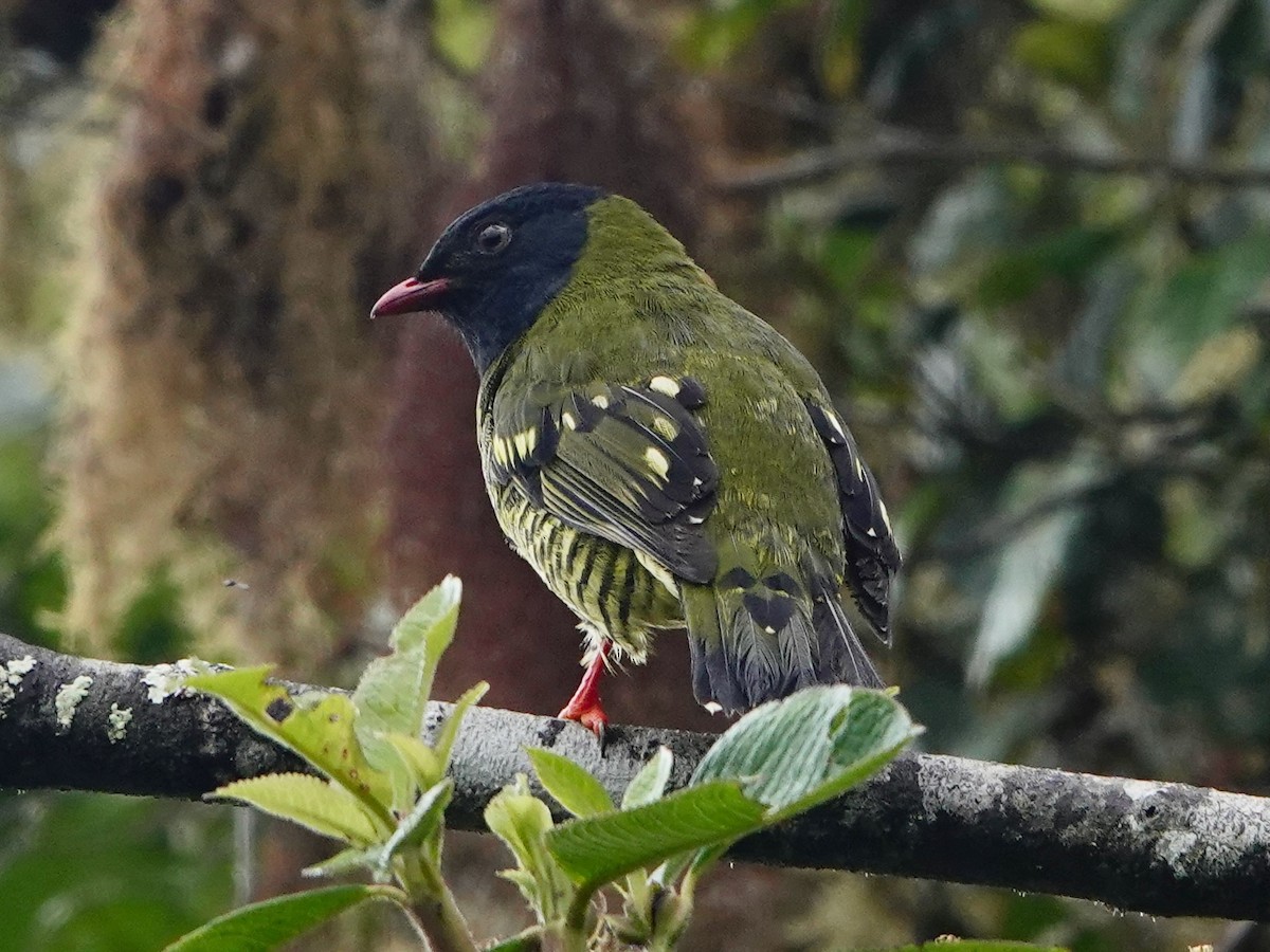 Barred Fruiteater - ML641322641