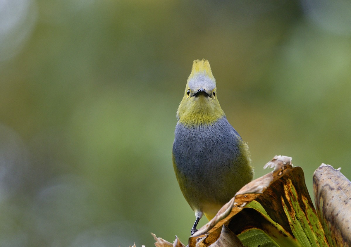Long-tailed Silky-flycatcher - ML641322654