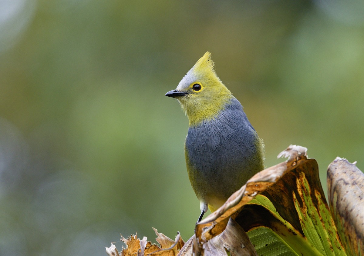 Long-tailed Silky-flycatcher - ML641322655