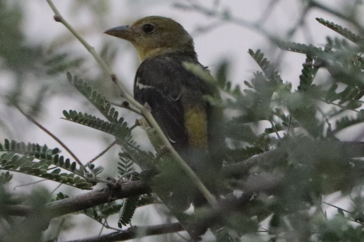 tanager sp. (Piranga sp.) - ML641322659