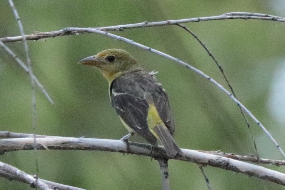 tanager sp. (Piranga sp.) - ML641322665