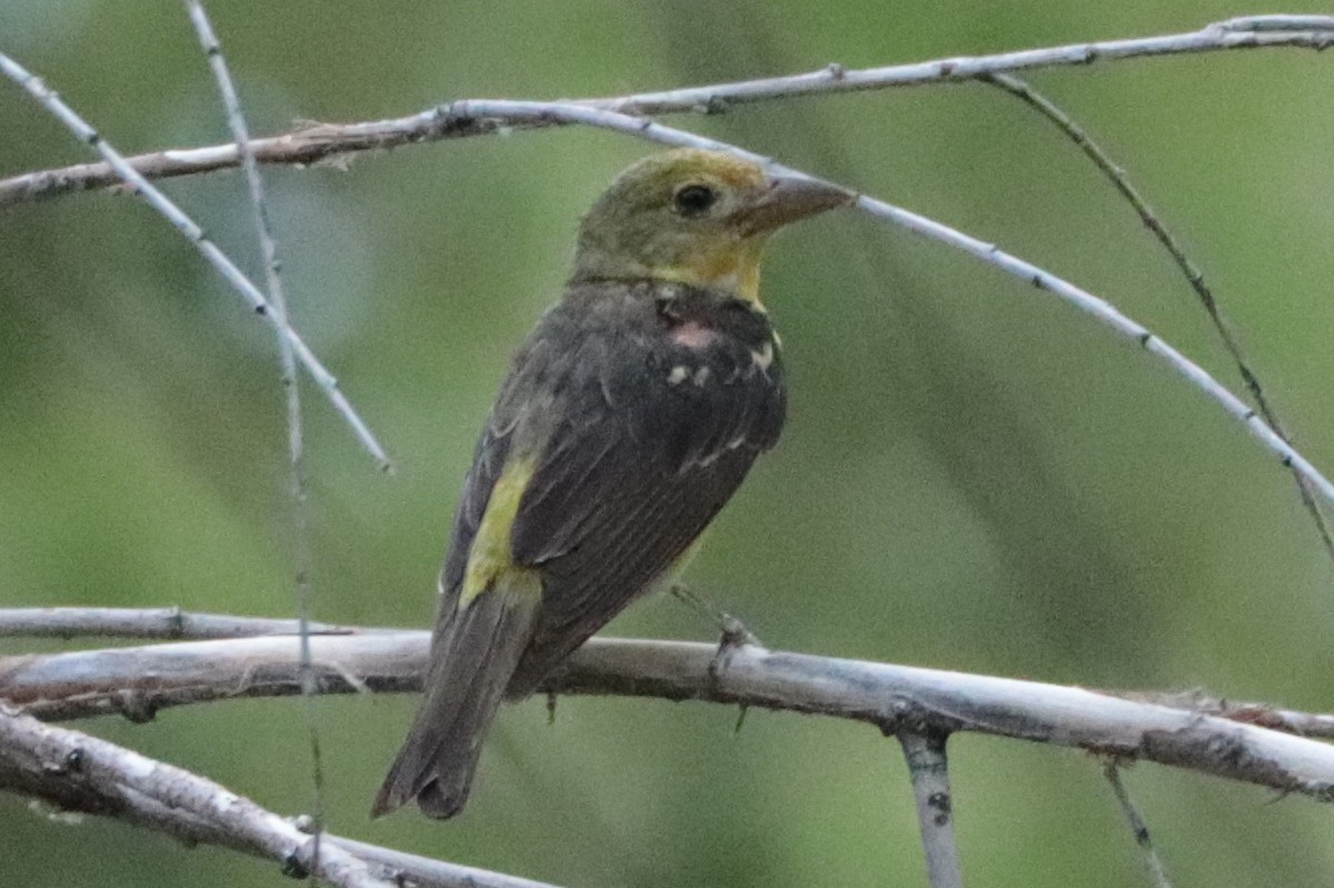 tanager sp. (Piranga sp.) - ML641322666