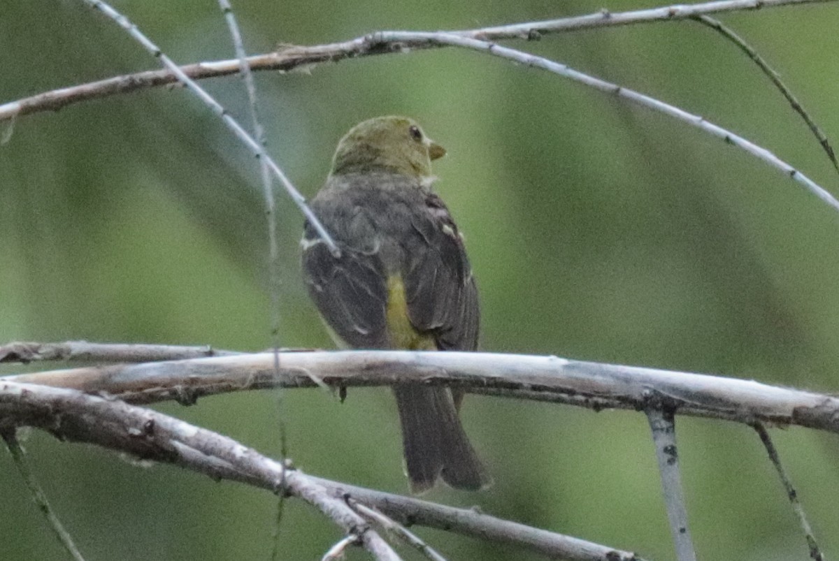 tanager sp. (Piranga sp.) - ML641322672