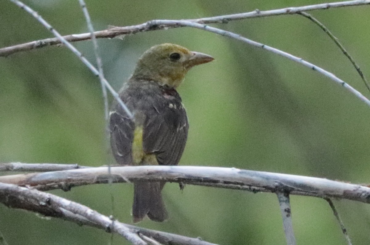 tanager sp. (Piranga sp.) - ML641322674