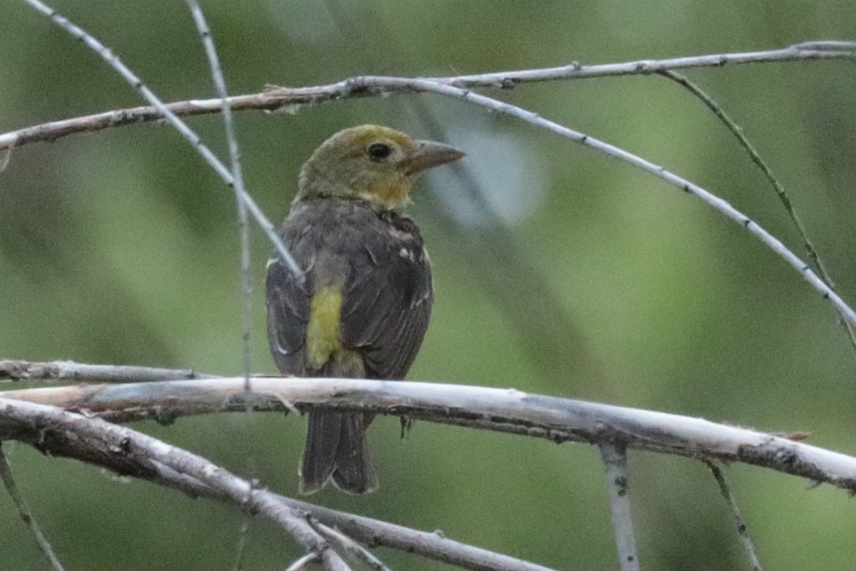 tanager sp. (Piranga sp.) - ML641322683