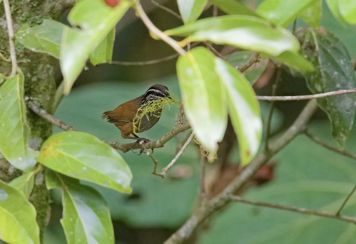 Gray-breasted Wood-Wren - ML641322684