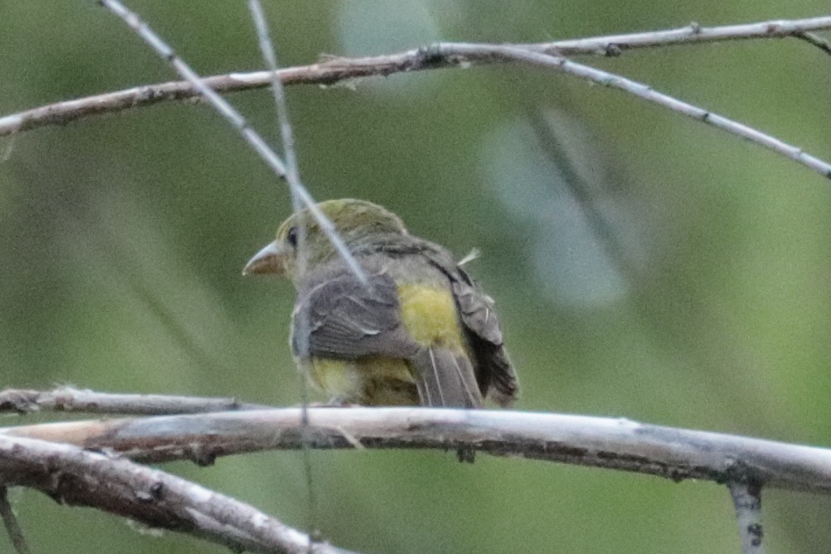 tanager sp. (Piranga sp.) - ML641322688