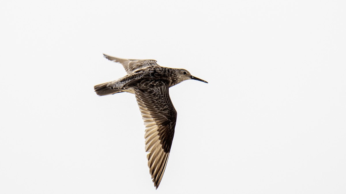 Great Knot - ML641322690