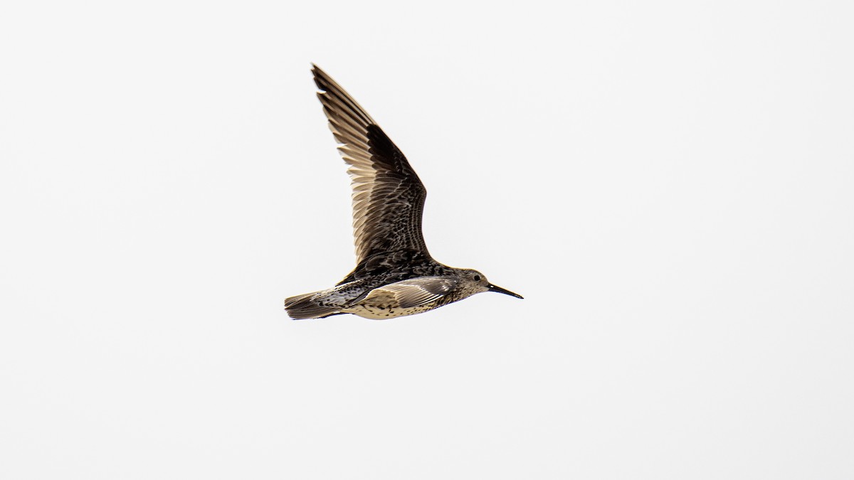 Great Knot - ML641322691