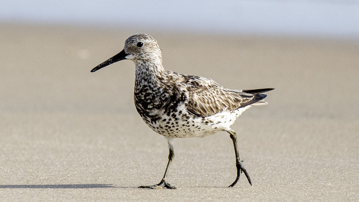 Great Knot - ML641322692