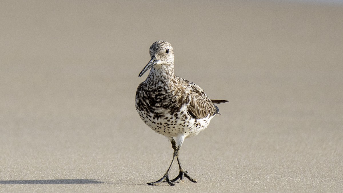 Great Knot - ML641322693