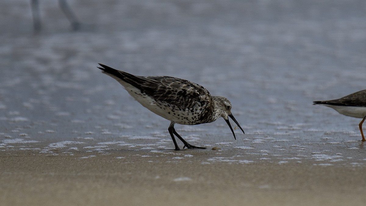 Great Knot - ML641322694