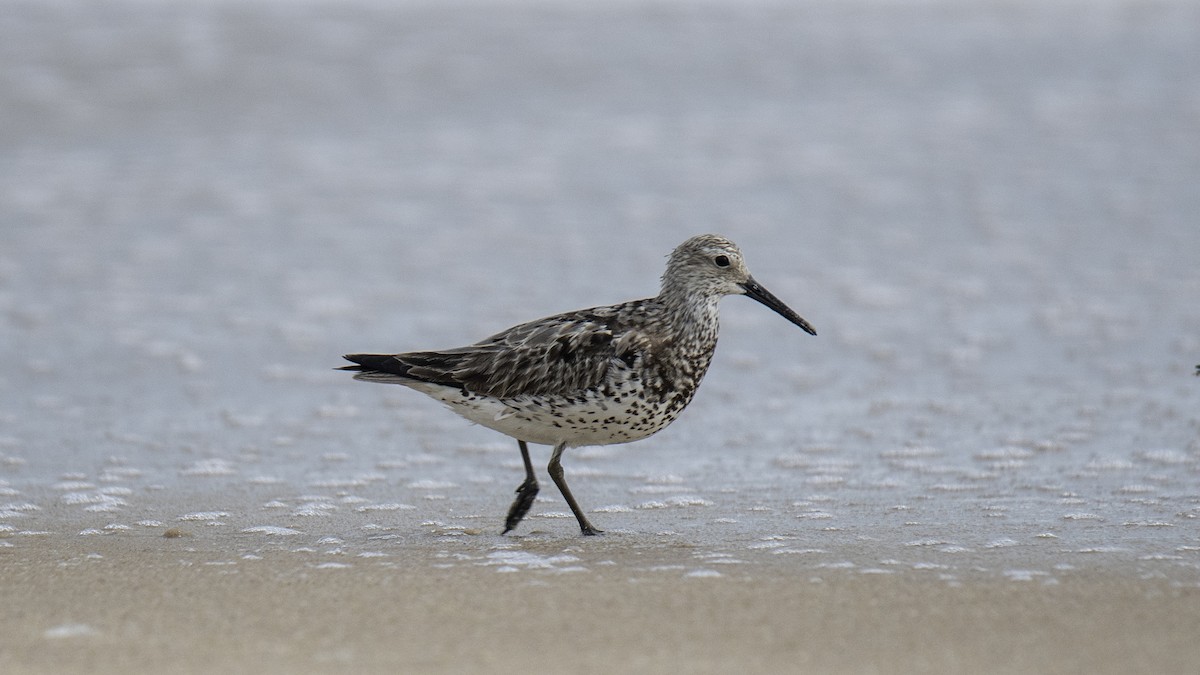 Great Knot - ML641322695