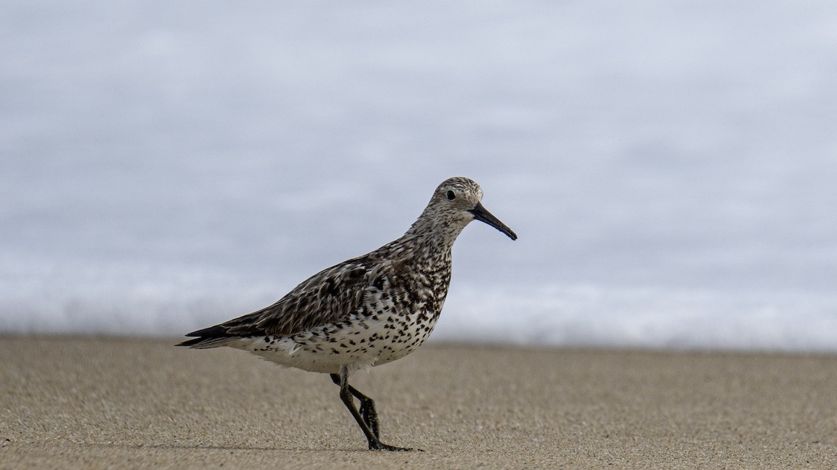 Great Knot - ML641322696