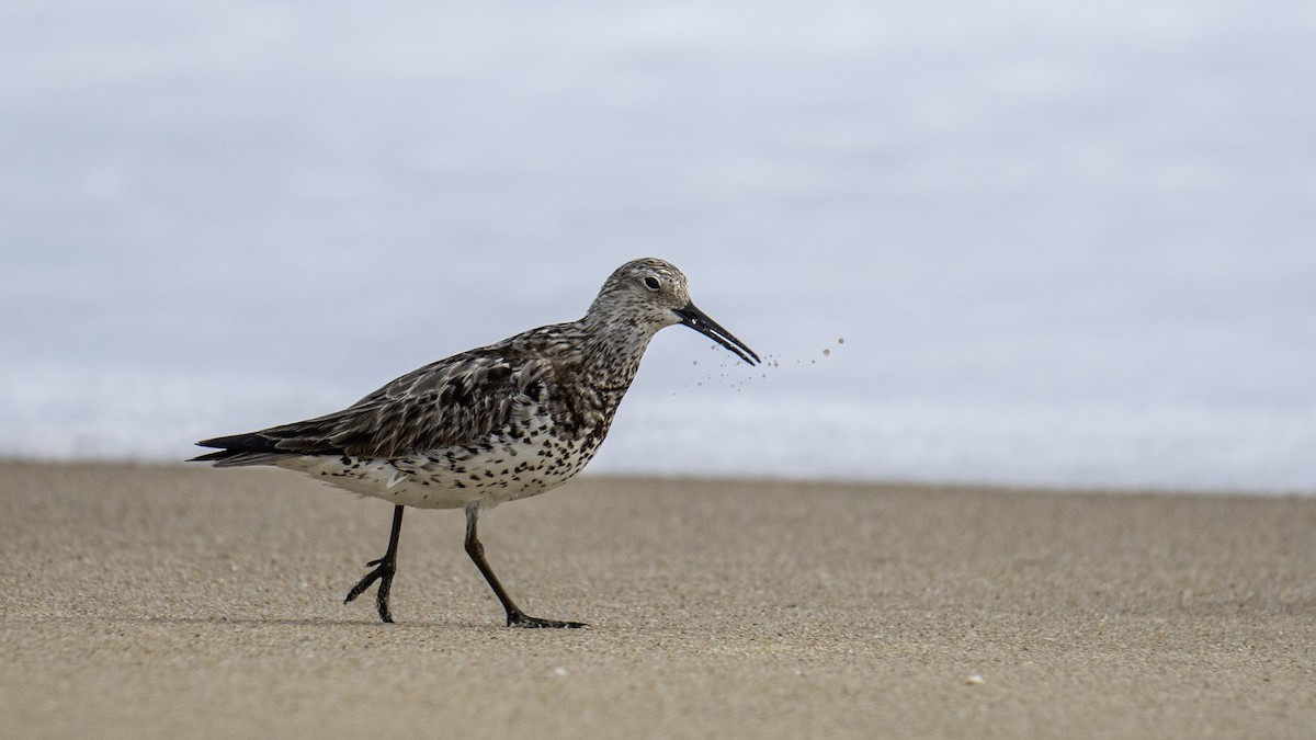 Great Knot - ML641322697