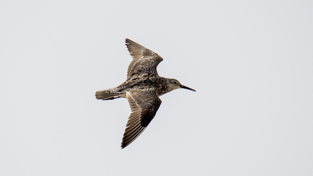 Great Knot - ML641322698