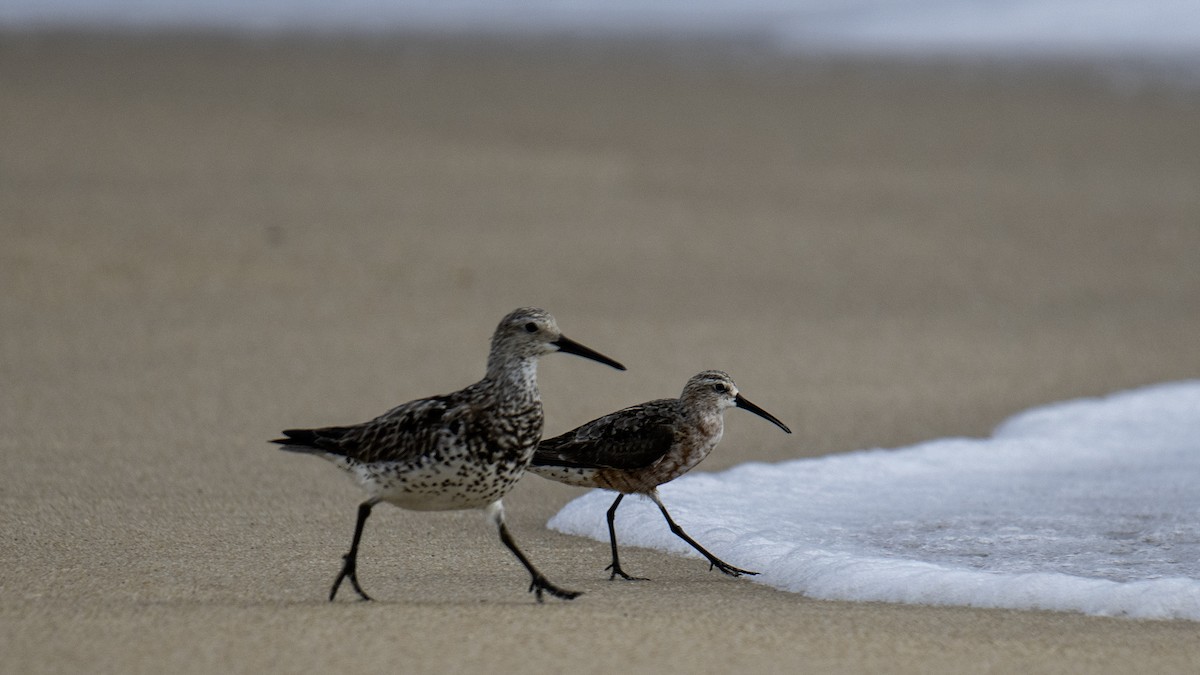 Great Knot - ML641322699