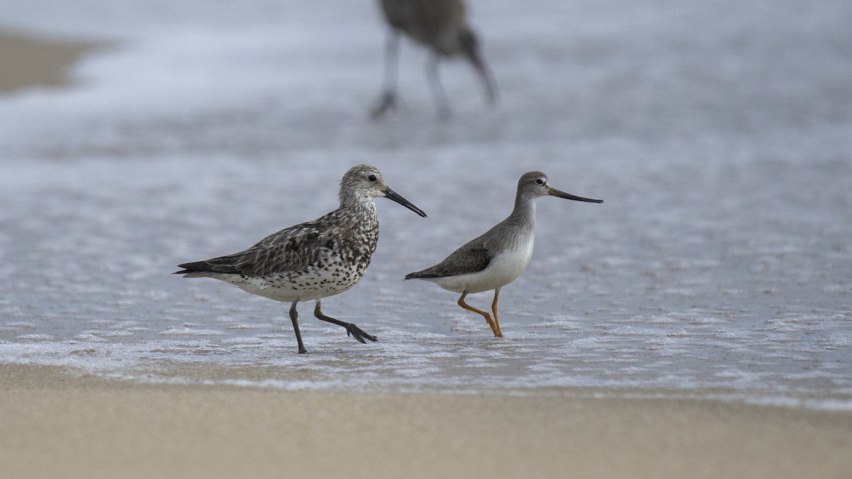 Great Knot - ML641322700