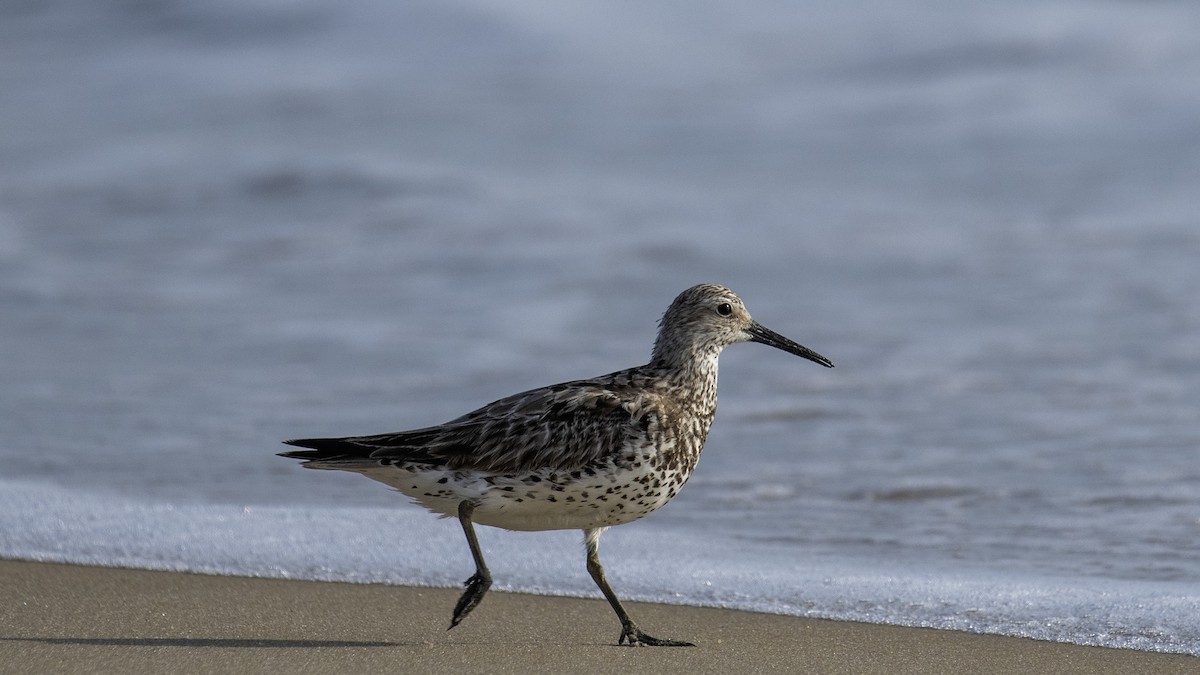 Great Knot - ML641322701