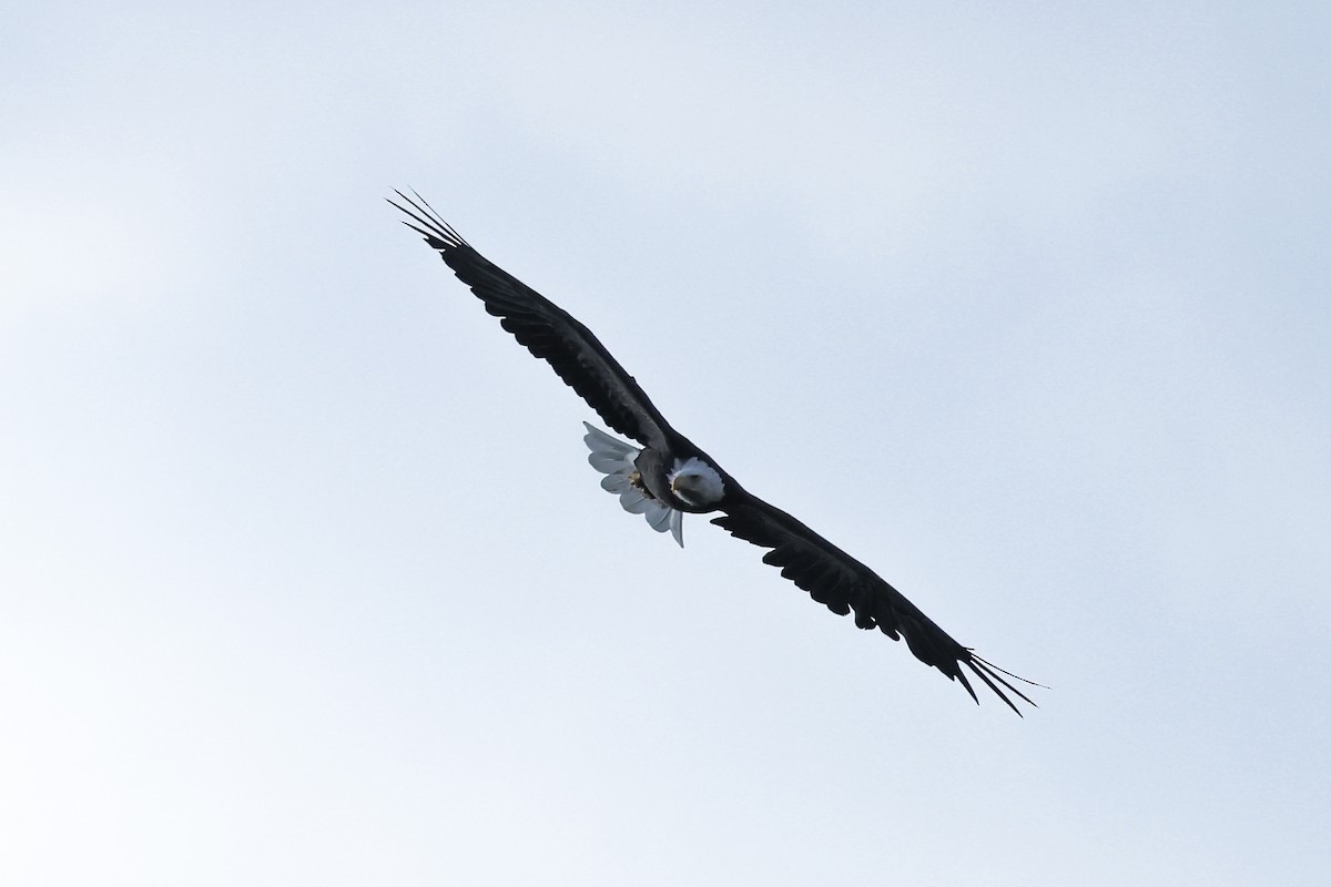 Bald Eagle - ML641322704