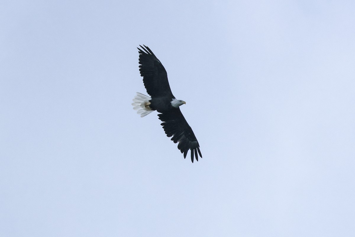 Bald Eagle - ML641322705
