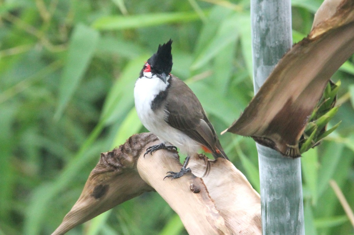 Red-whiskered Bulbul - ML641322709
