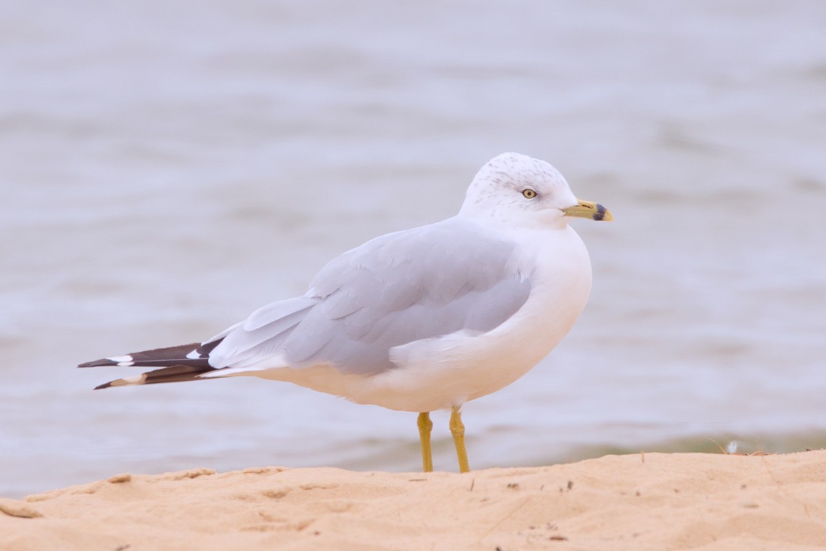 Ring-billed Gull - ML641322715
