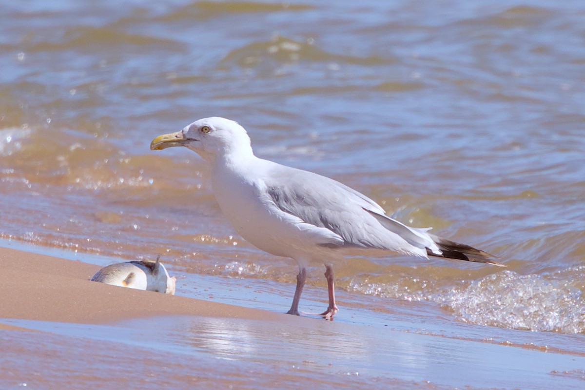 American Herring Gull - ML641322716
