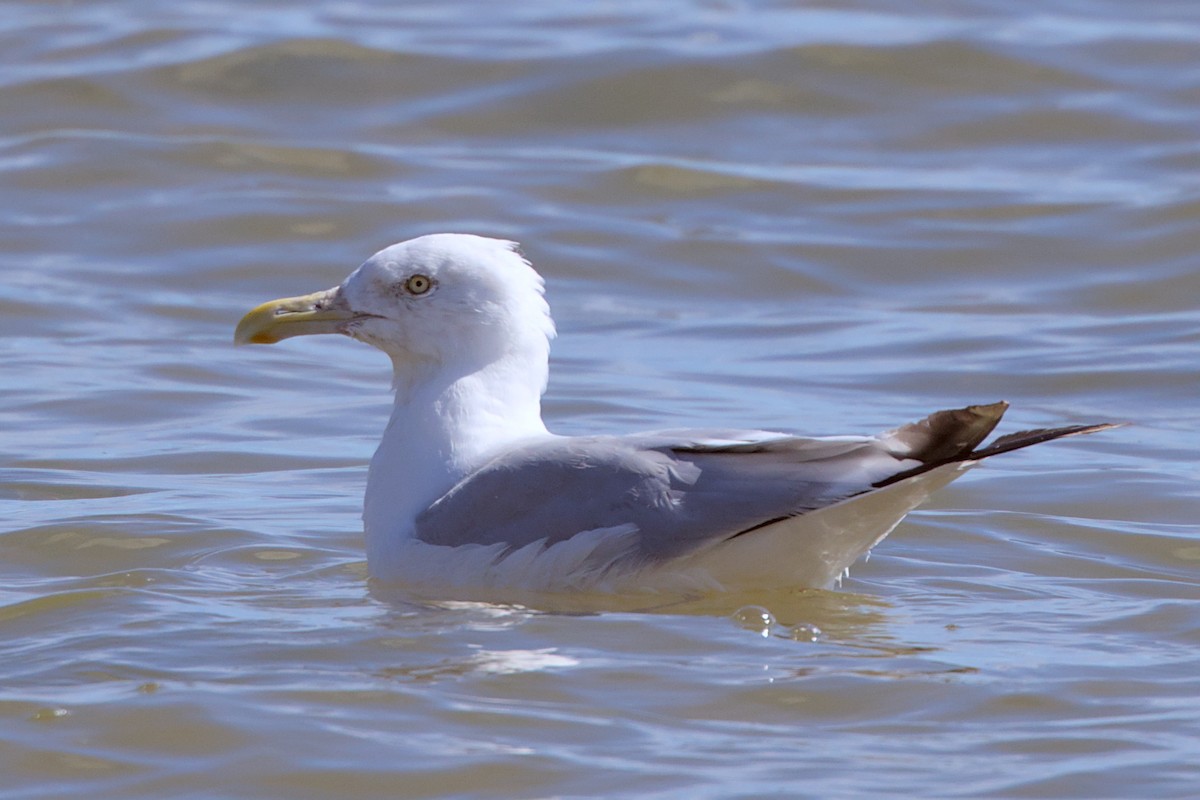 American Herring Gull - ML641322717