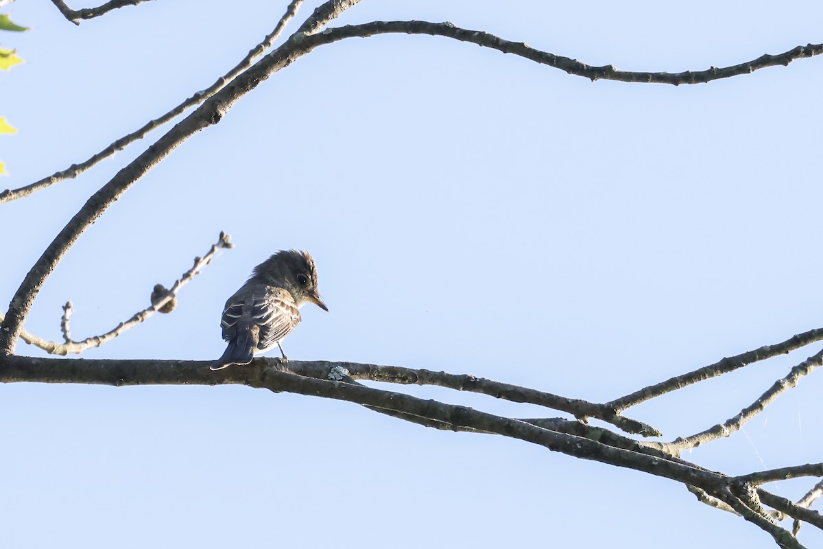 Eastern Wood-Pewee - ML641322735