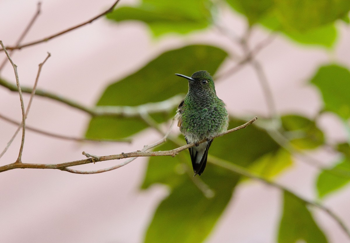 Stripe-tailed Hummingbird - ML641322750