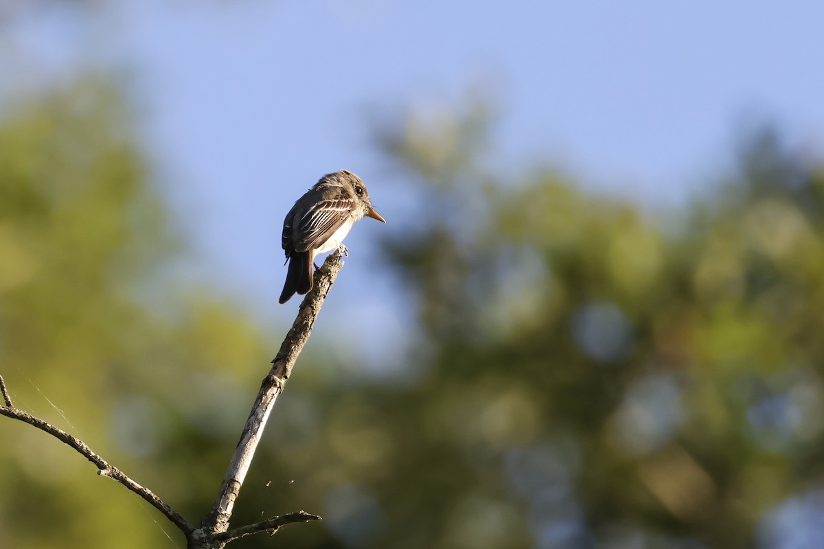 Eastern Wood-Pewee - ML641322753