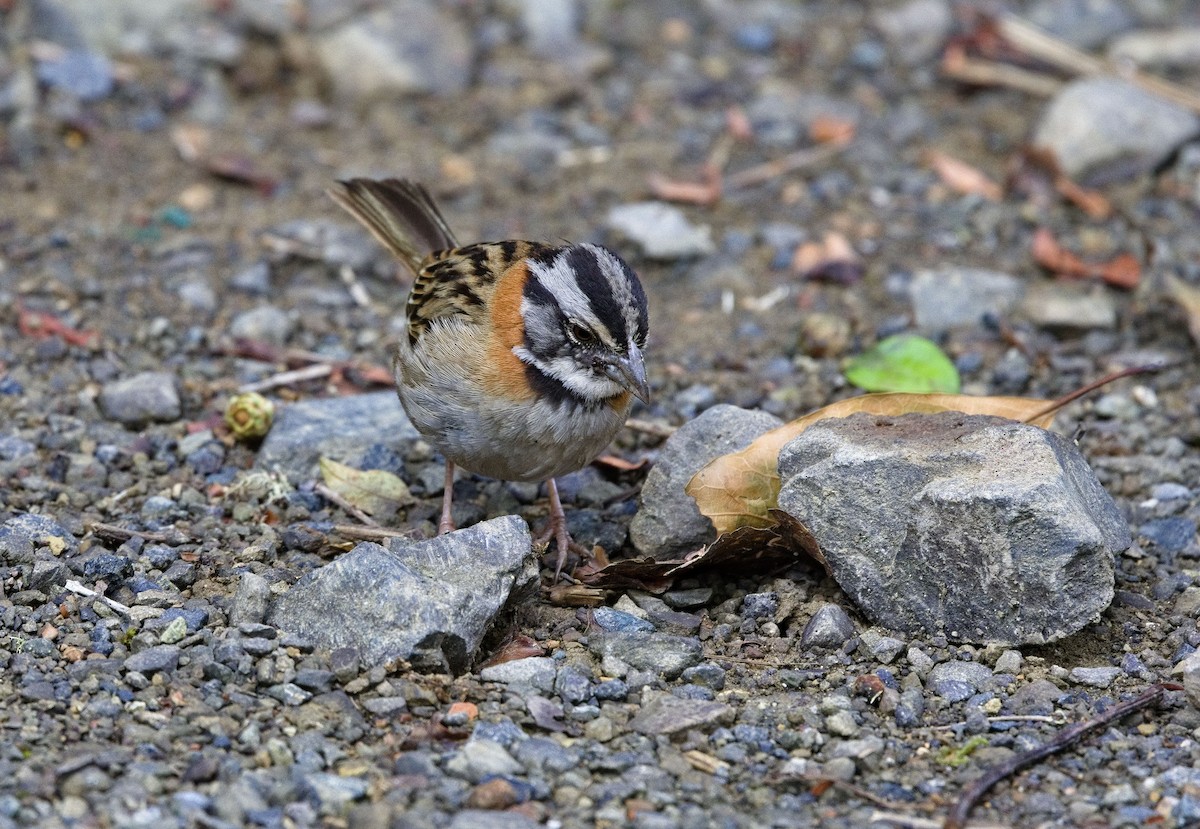 Rufous-collared Sparrow - ML641322761