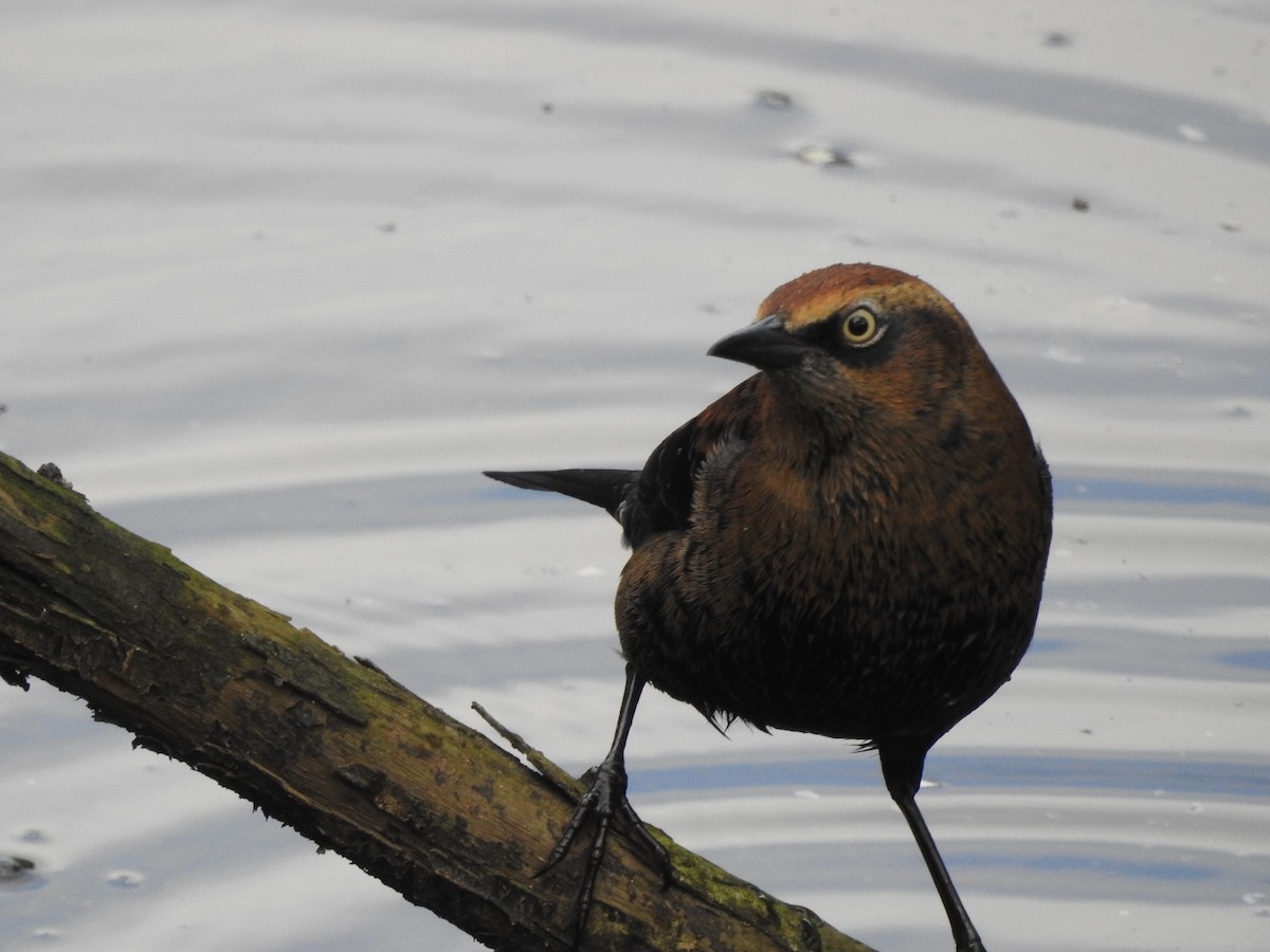 Rusty Blackbird - ML641322762