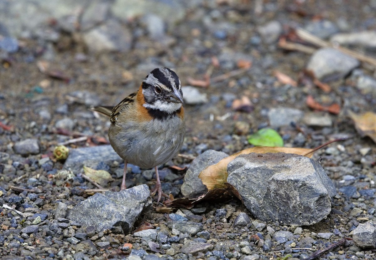 Rufous-collared Sparrow - ML641322763